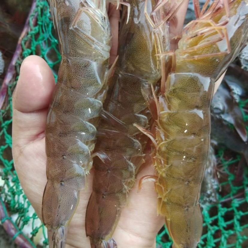 鲜活基围虾250g/份(约10只)充氧配送鲜活到家