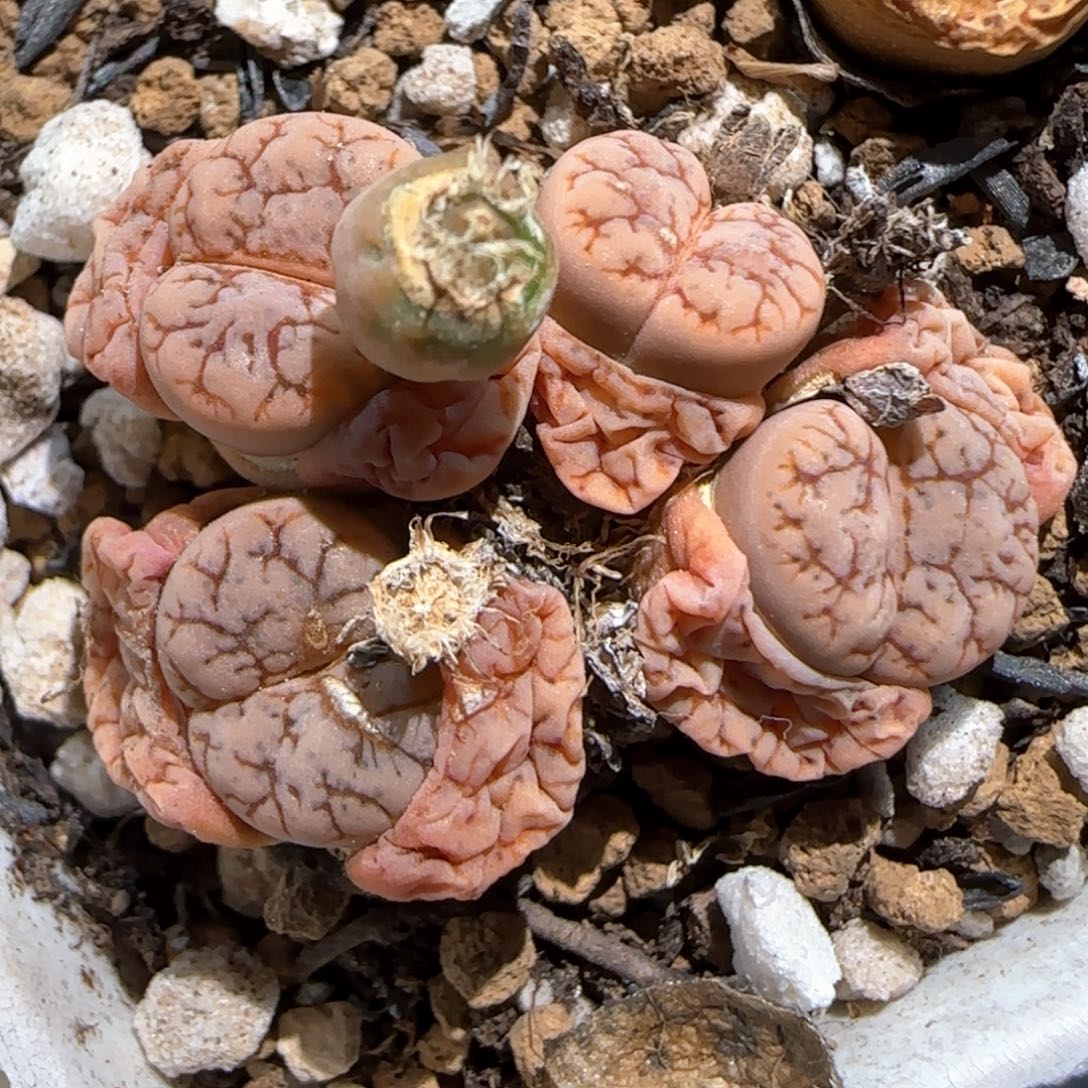 3.6，c188云映浅红色4个头，9006