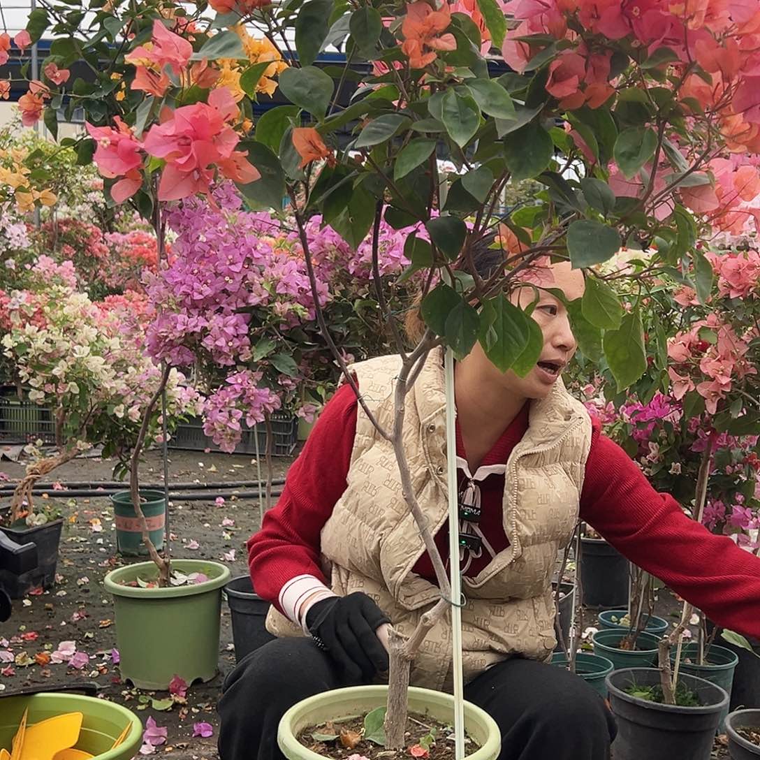 小***小大部分花苞少量开放K5波妹