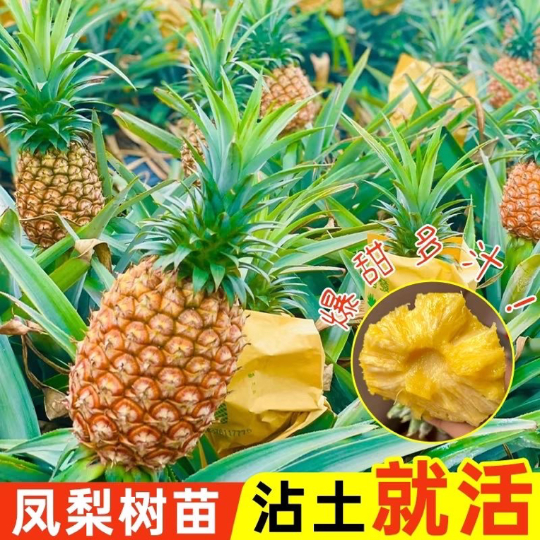 台农17号金钻凤梨苗庭院阳台地栽盆栽菠萝果大果凤梨苗南方地栽