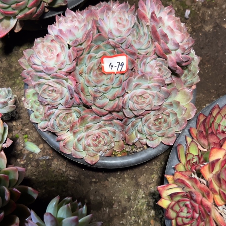 你***哦精品多肉植物老桩