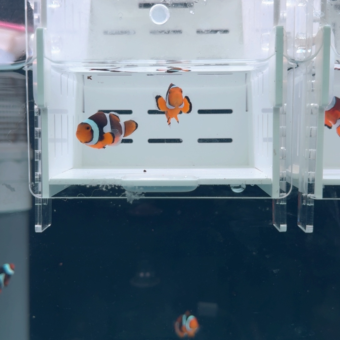 海水鱼4配3.5+全黑背心一对