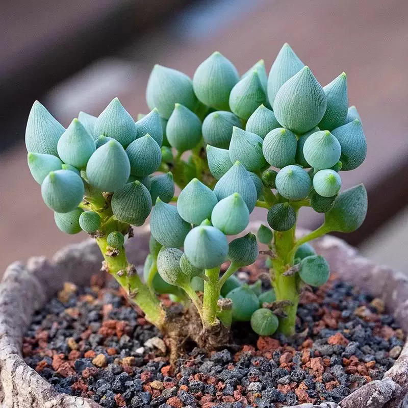 菊科锦上珠多肉植物萌萌肉肉阳台桌面小盆栽花卉绿植
