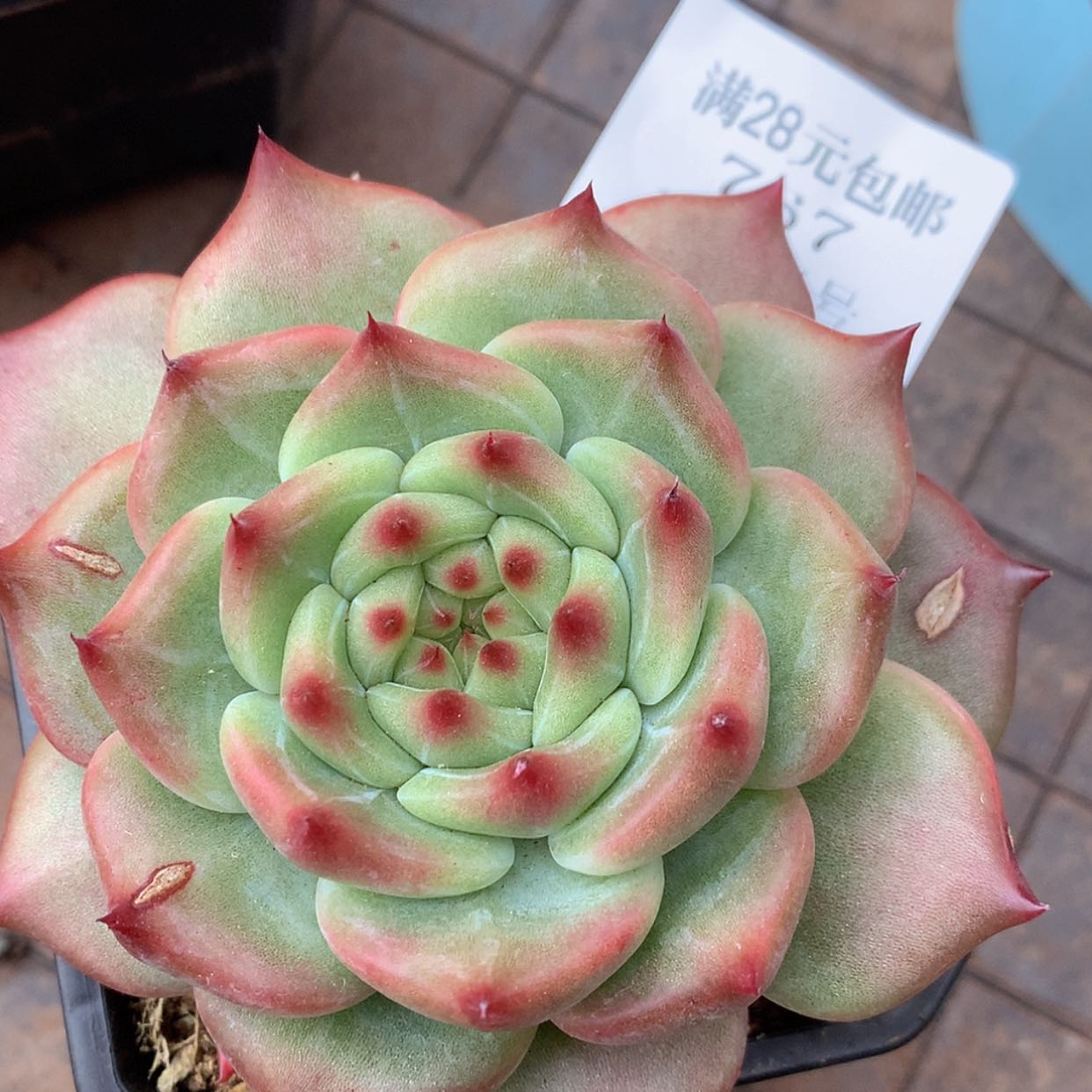 【闪购商品】云767号