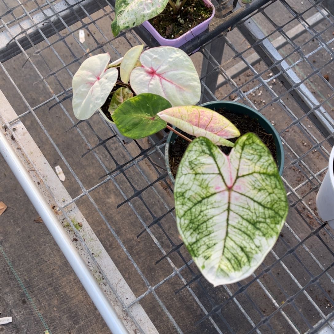 粒***子无花朵          629.630泰彩不包售后