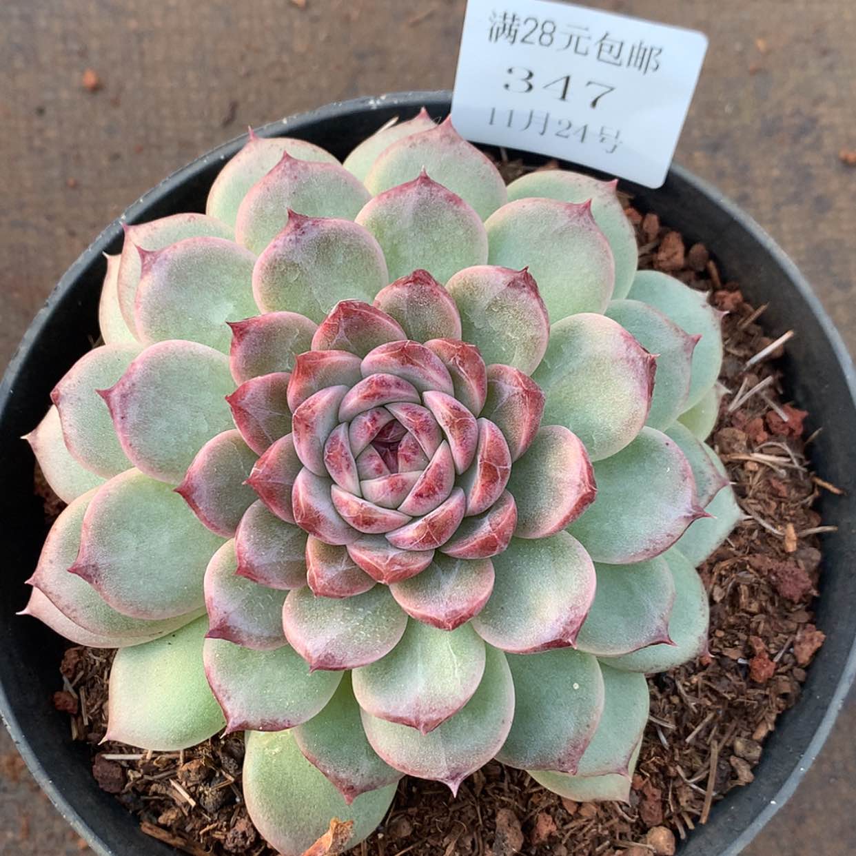 【闪购商品】云347号