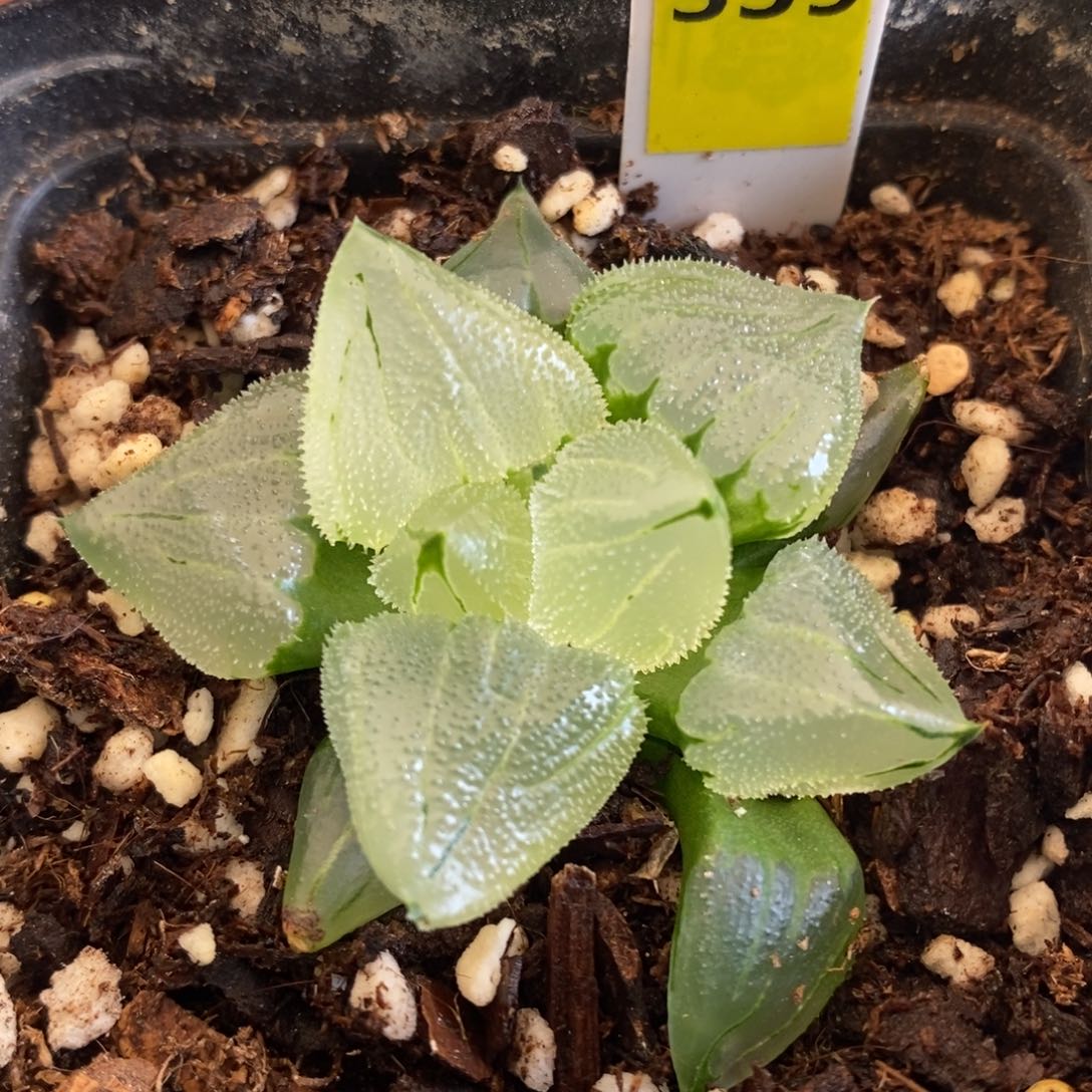 339号全窗冰玉鸾带盆