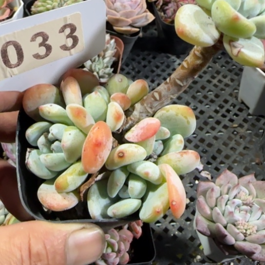 33冷香一物一拍多肉