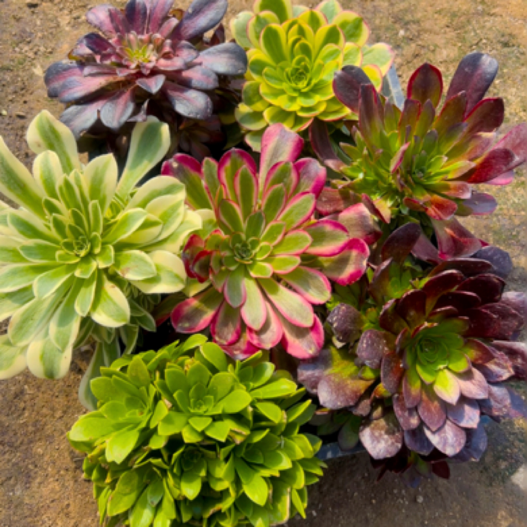 多肉法师套餐  随机发  不一样的品种7颗 