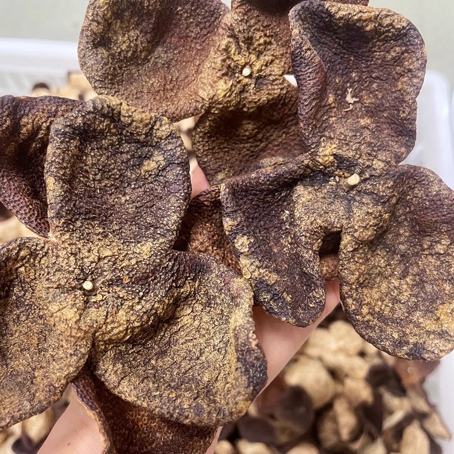 《王者金丝南坦狗腩皮》正宗新会陈皮自然生晒农产品干仓存放