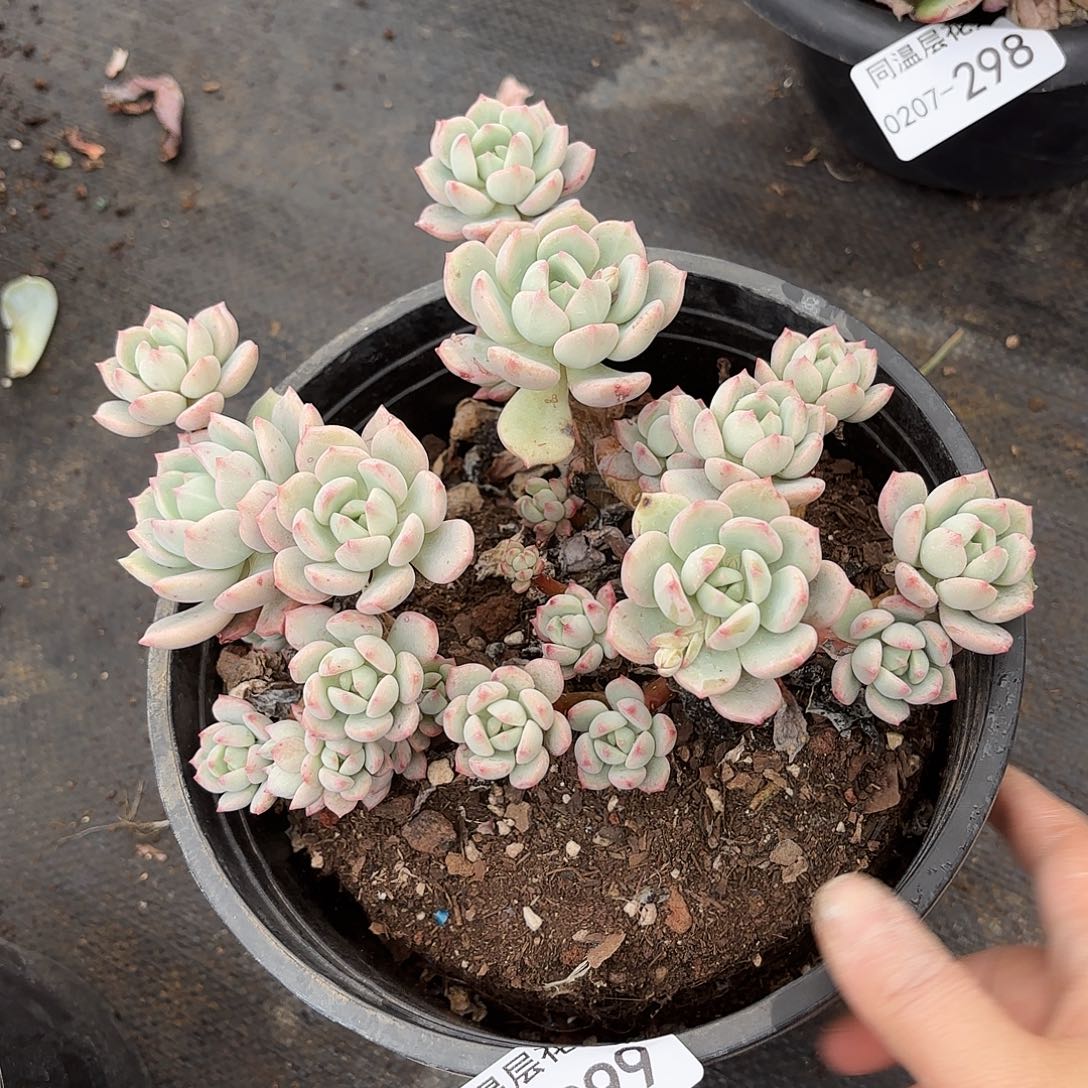 同温层多肉蜜桃格林299