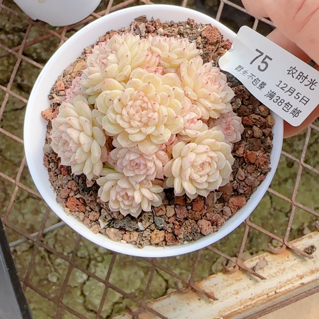 咪***1205-75（小魔仙优选）多肉专拍