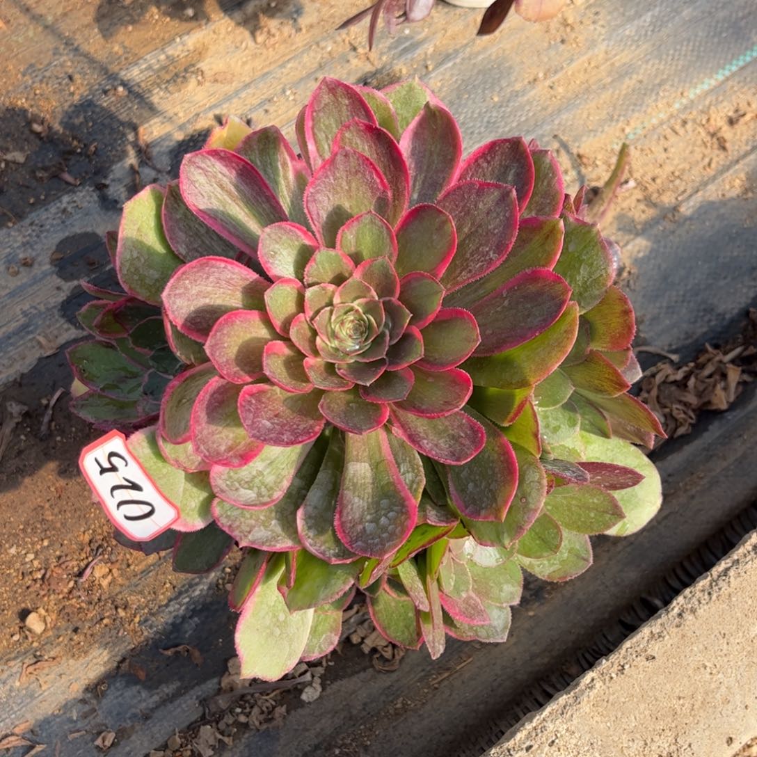 025多肉植物粉花妖