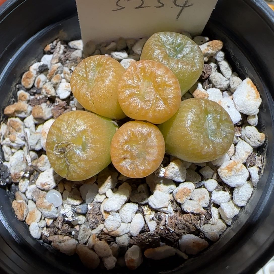 肉锥多肉植物百科-流水铜壶1676