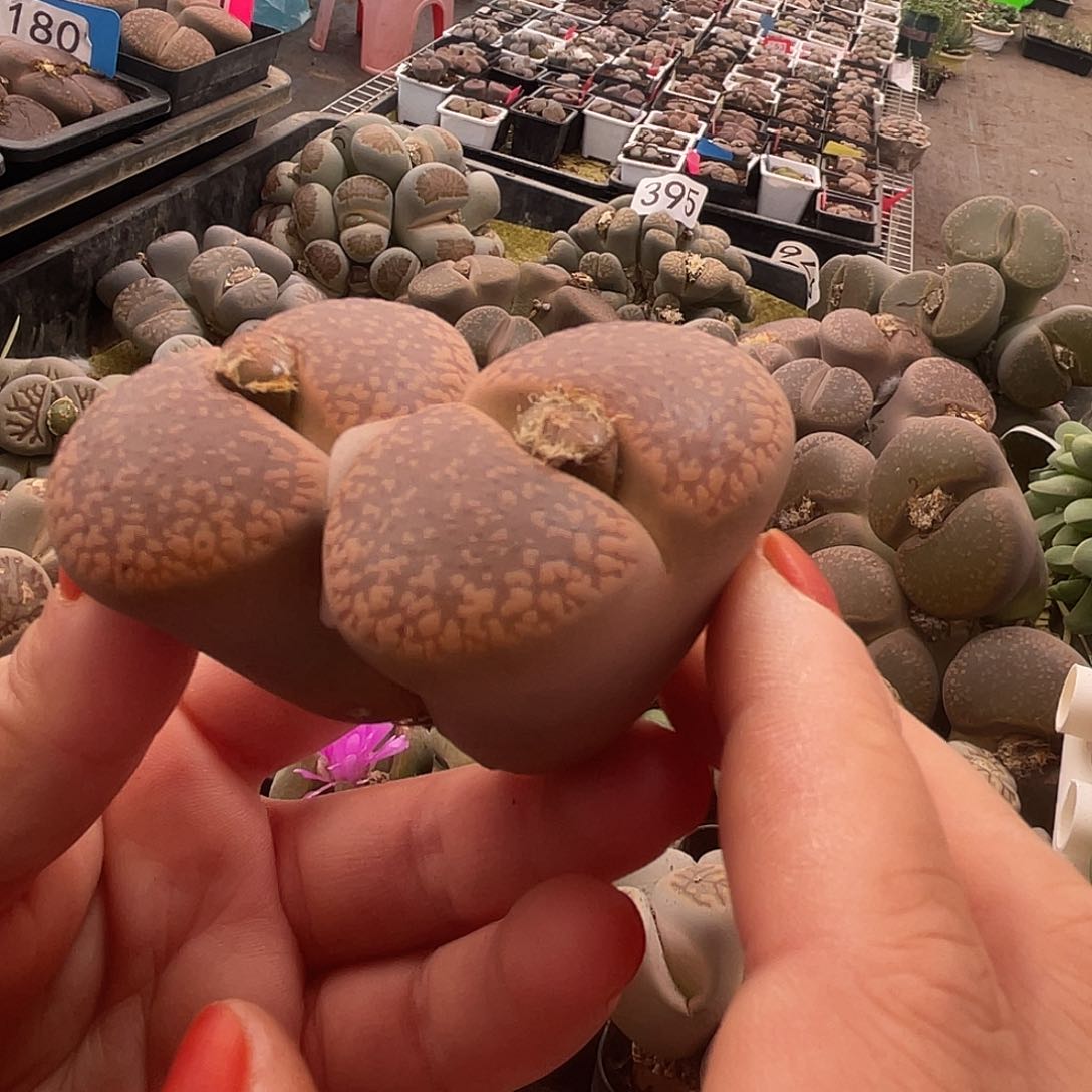 生石花一颗307000