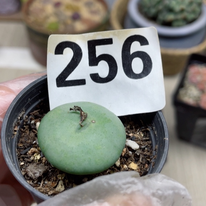 ?**菲256紫花llllllllllllllllll