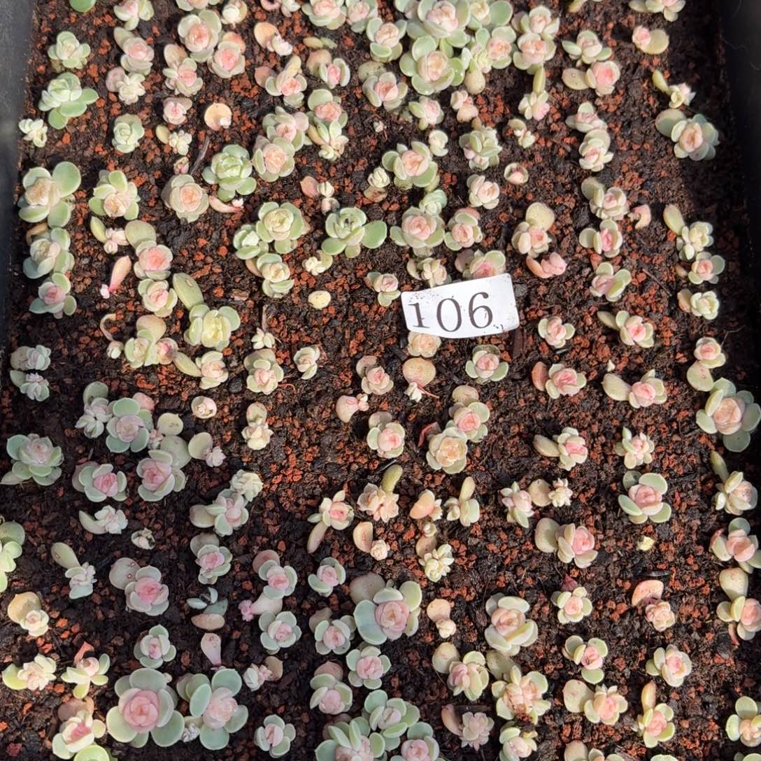 ****多肉植物多肉植物106