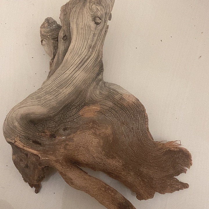 香榧木小*太行天下第一