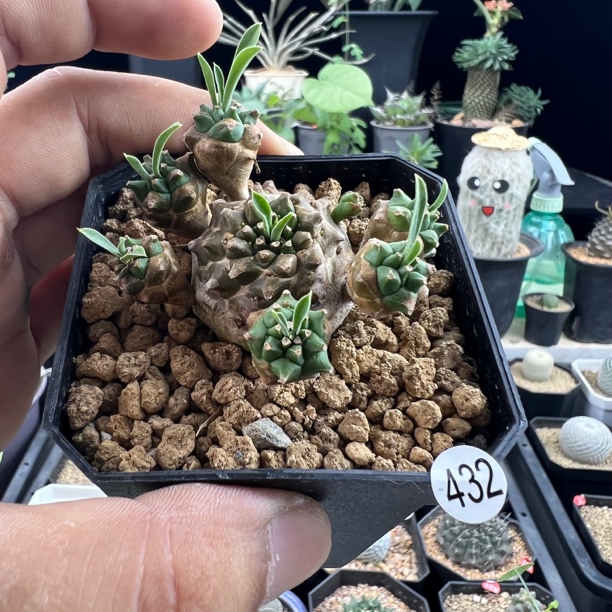 峨眉山大戟脱土发