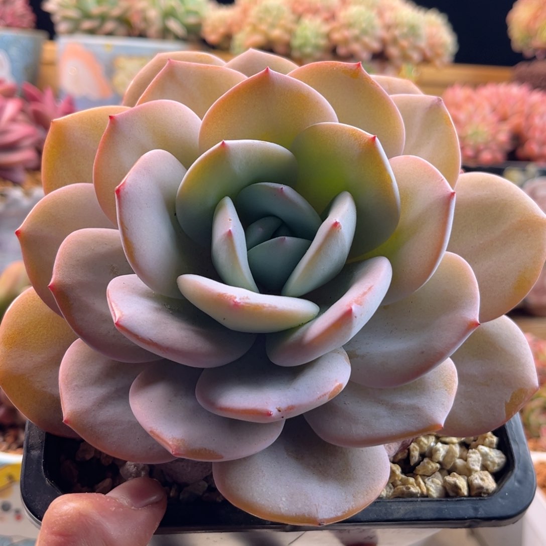 2.10-8奶茶111111111