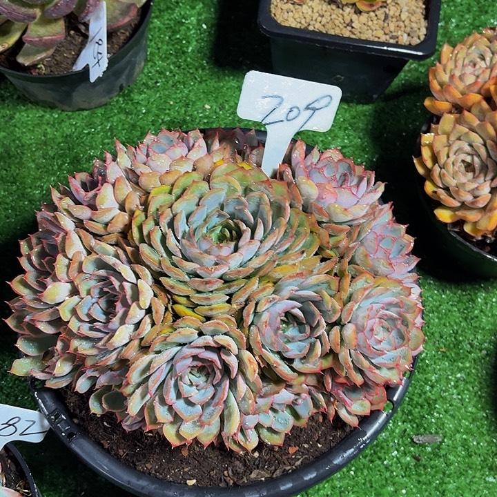 汐***m丽娟花卉雨叶座手捧