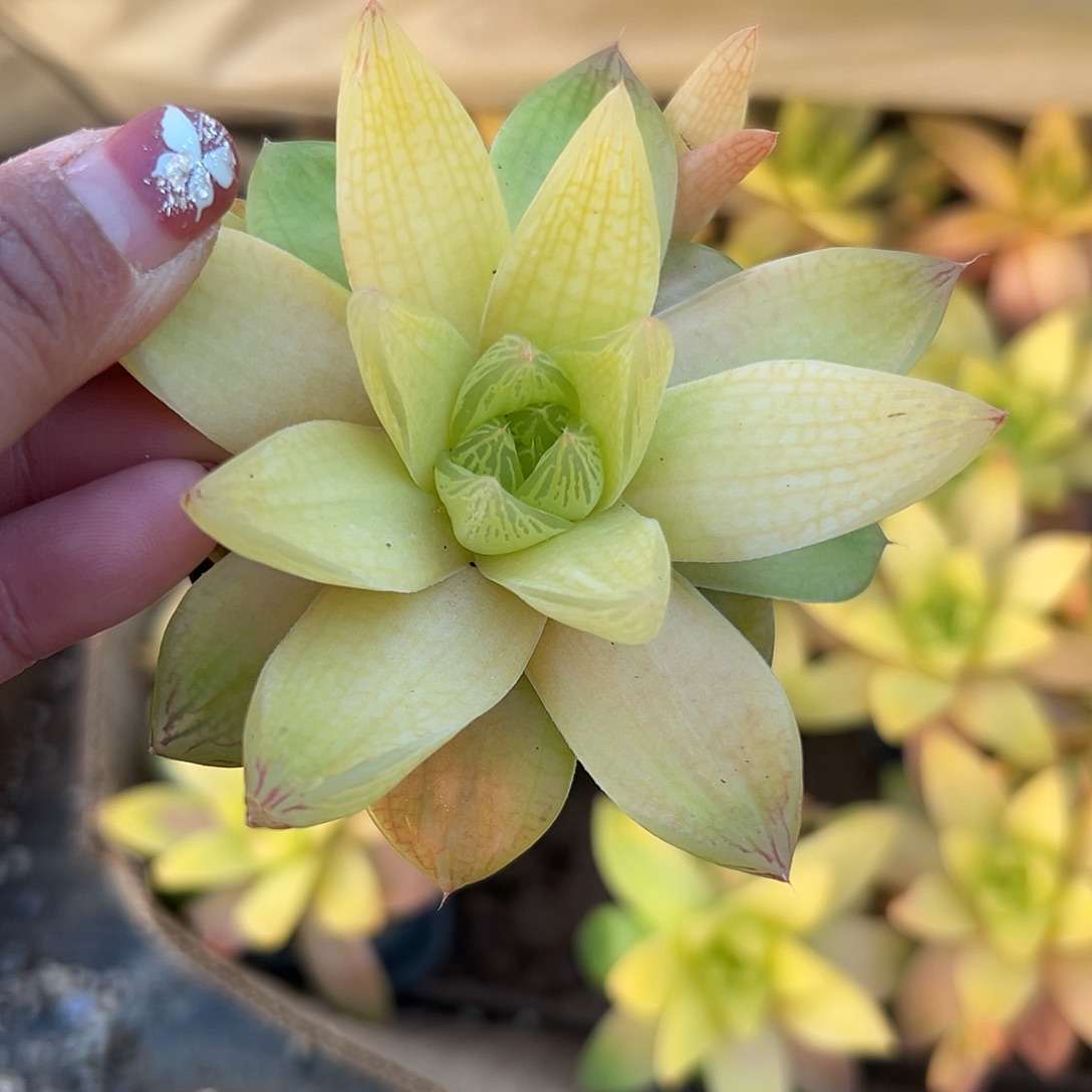 多肉植物玉露黄金菊