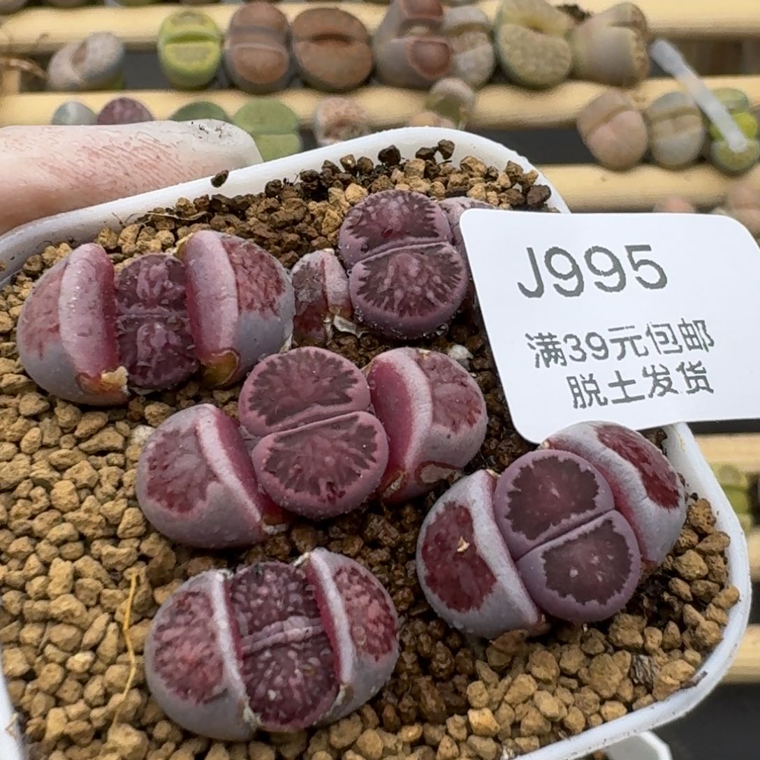 995哈哈哈哈哈哈哈哈