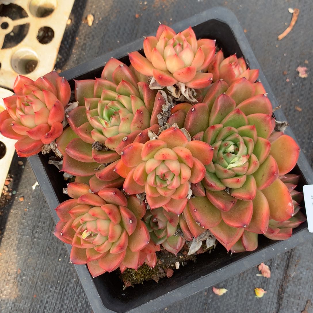 3647杂交精品基地18厘米