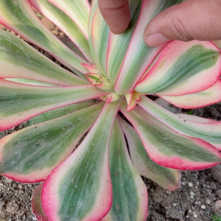 315爱丽思寄养多肉12345678