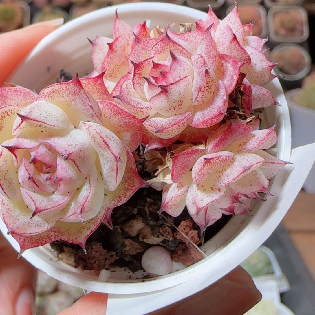 露***么花语多肉1230-22紫魔仙散