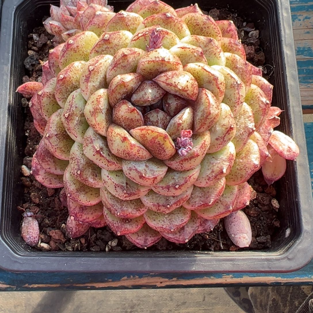 从前慢花园多肉精选编号1.3砂糖宝石