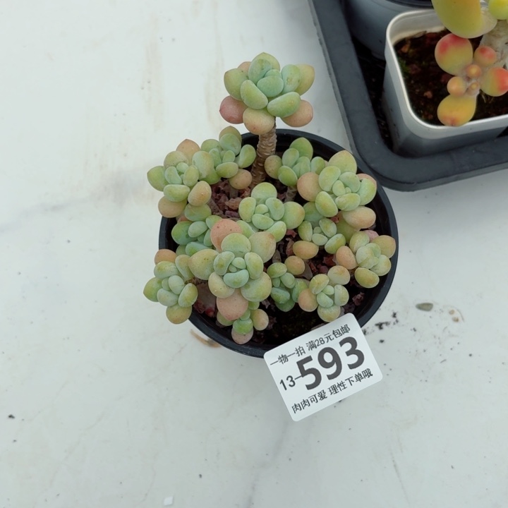 奶白糖无盆土发货了