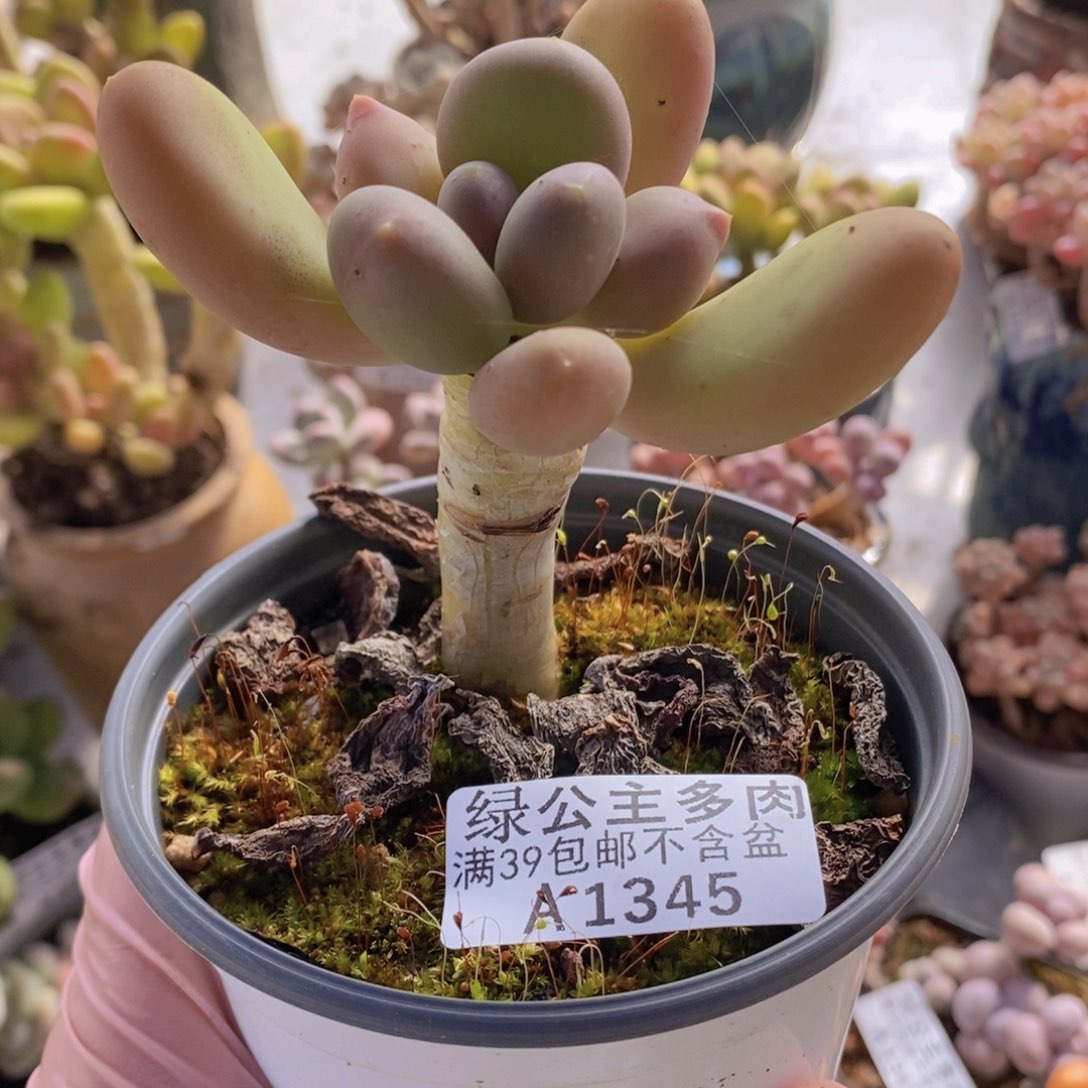 芒果奶单头1345多肉植物