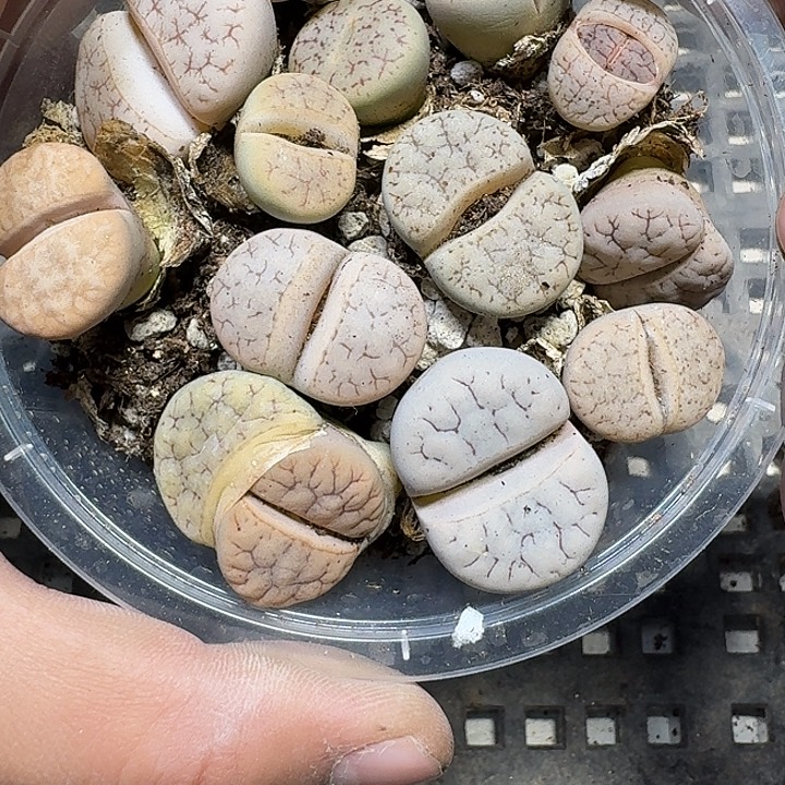 273 多肉植物多肉植物