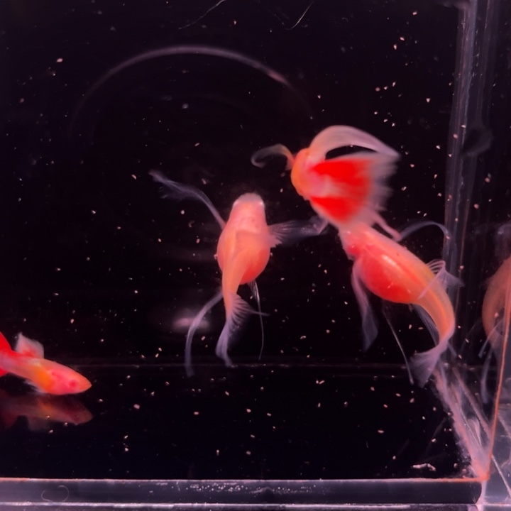 孔雀鱼粉你红佳人礼服玻璃大C2对