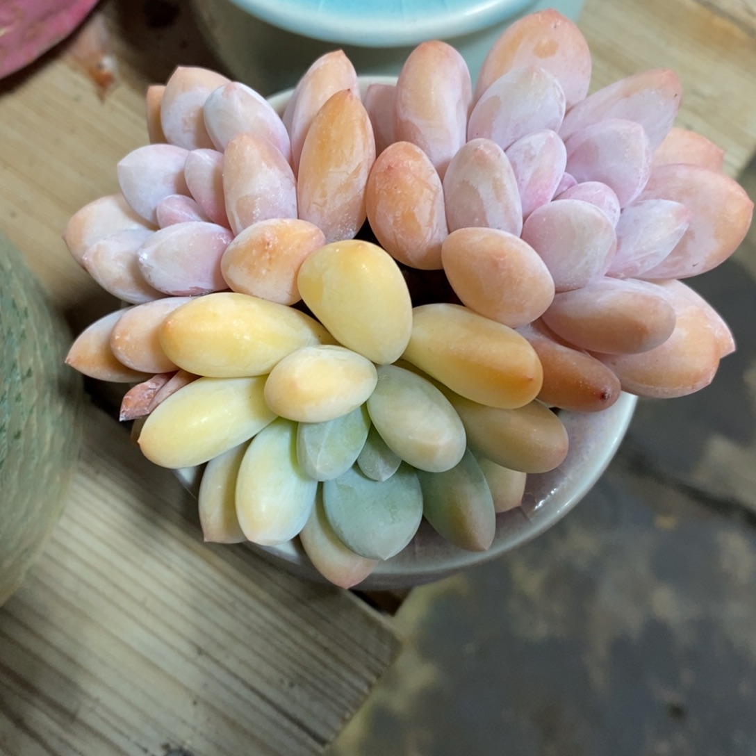 自助下单一物一拍多肉下滑有惊喜