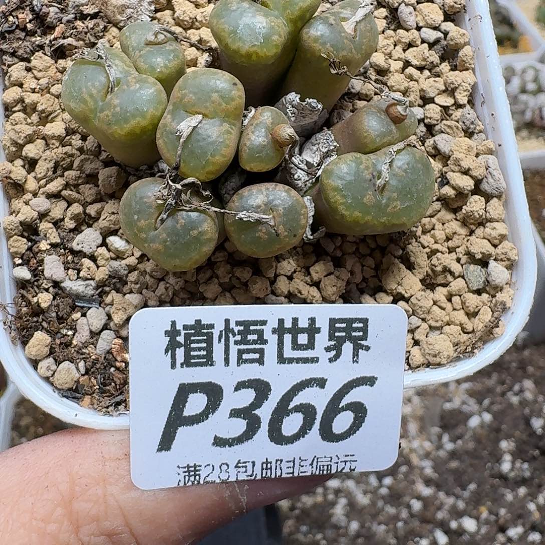 多肉植物的润泽ghhjj