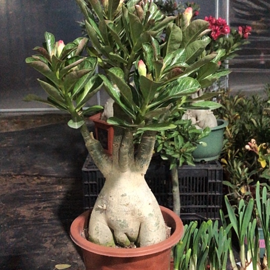 黄玫瑰老桩一物一拍