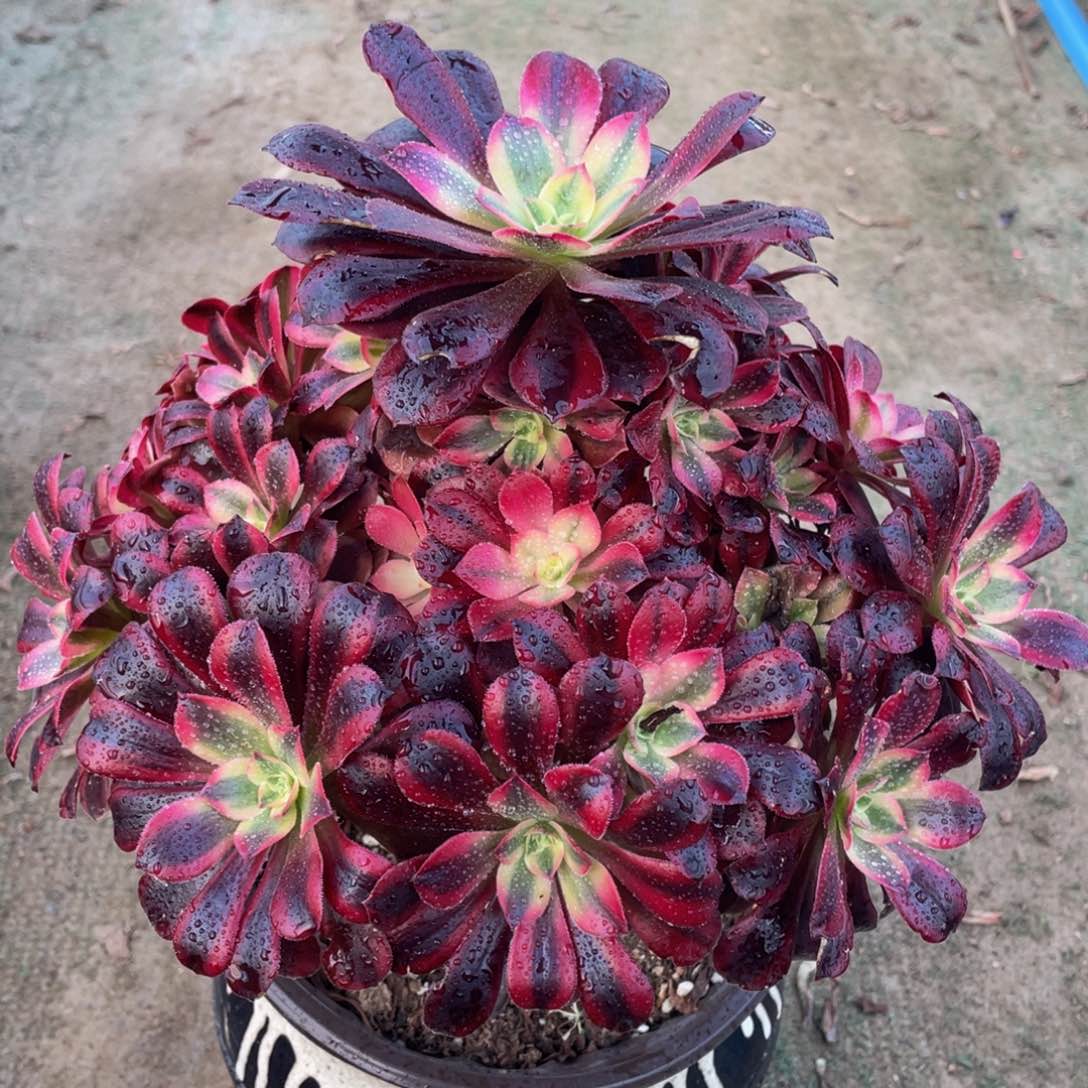 937美杜莎精品法师老桩