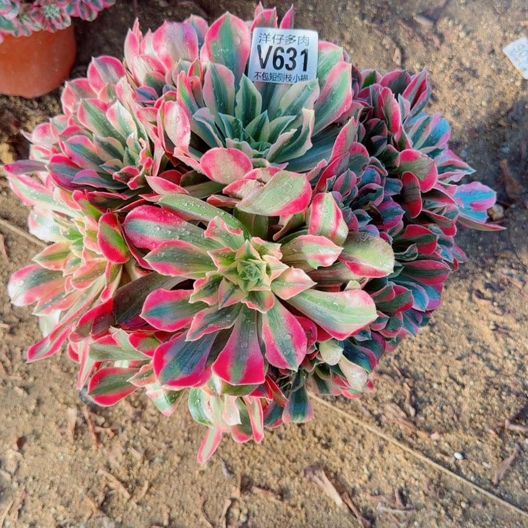 女妖发师631冠幅28左右