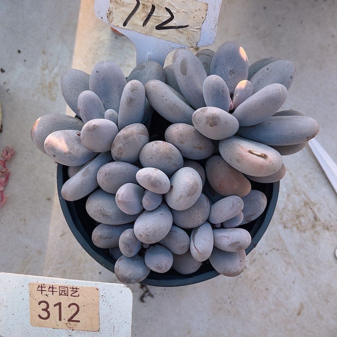 幸****00000000000000712