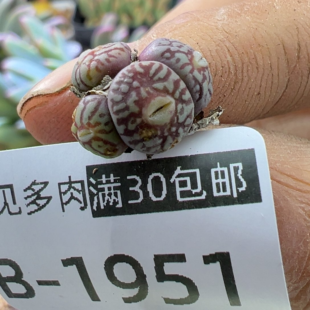 多肉植物111111111111111