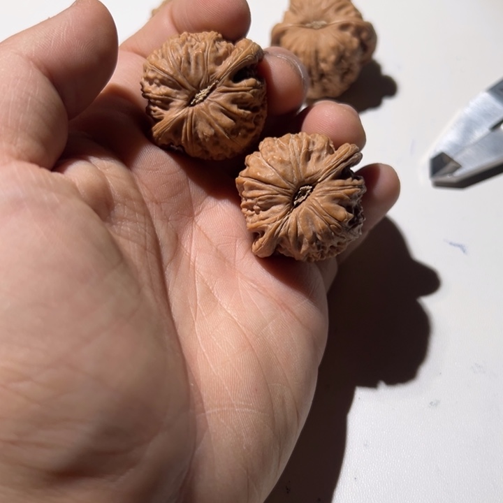 煲***饭文玩核桃把件白狮子