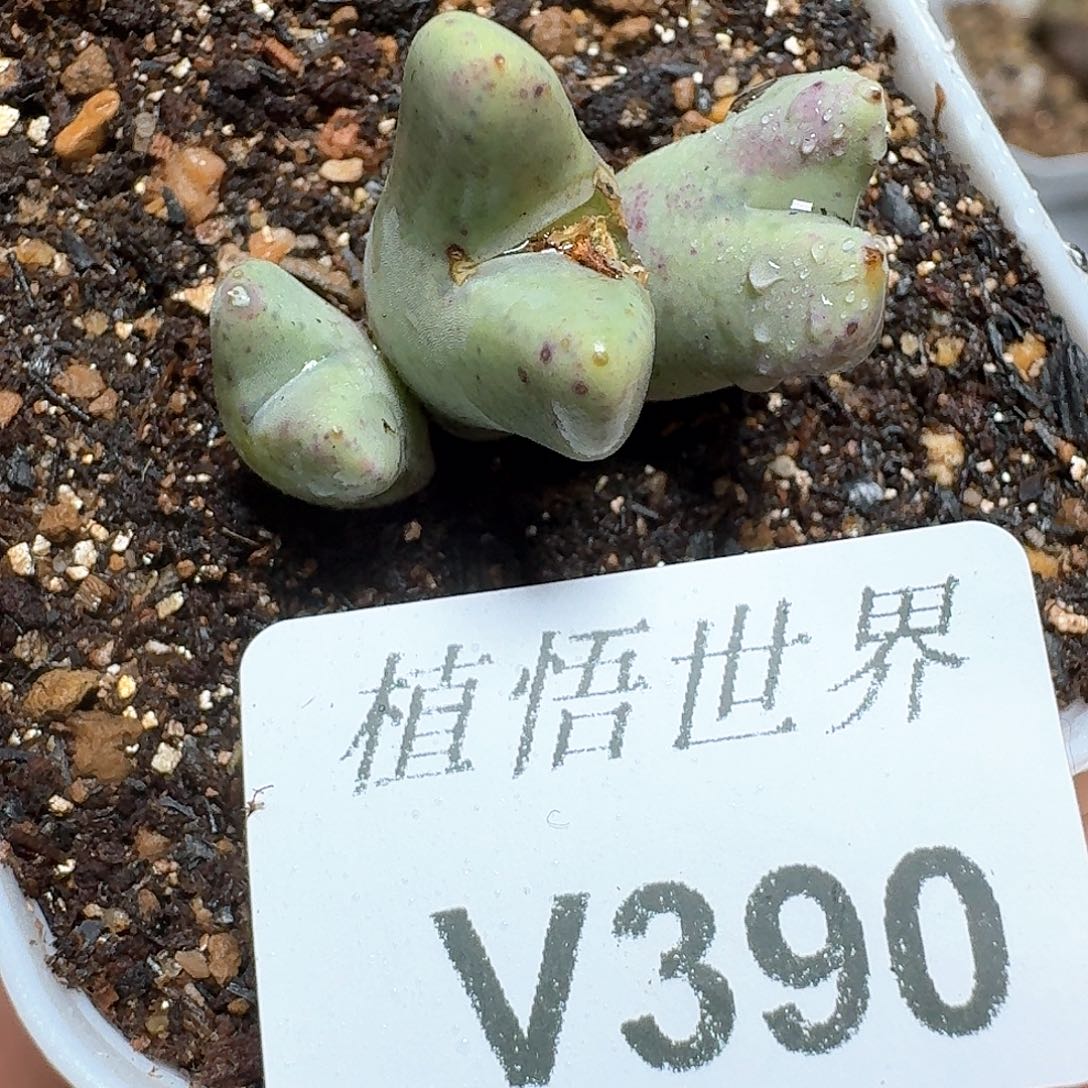 390号多肉植物哇c