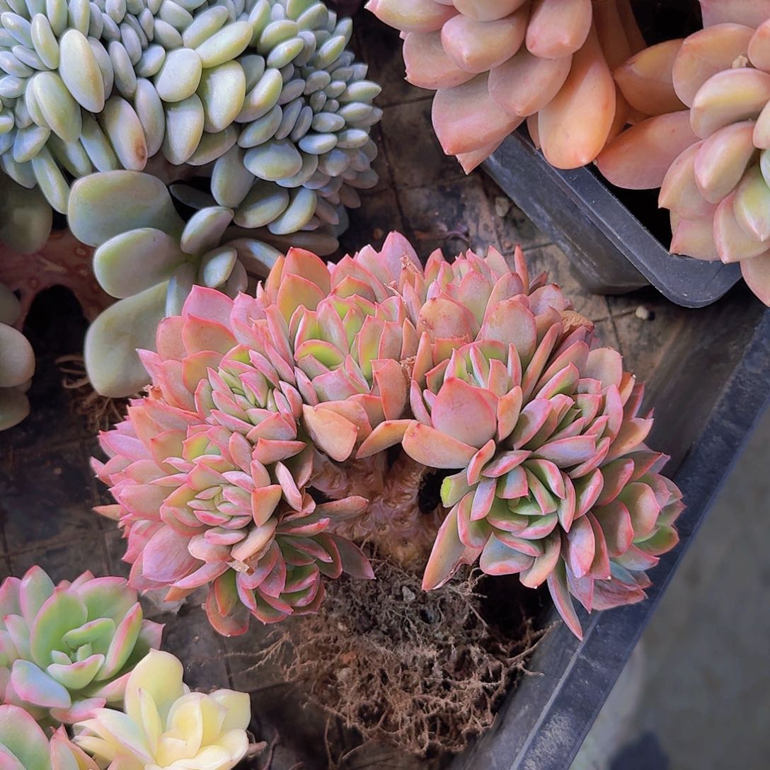 绮罗小树多肉一物一拍