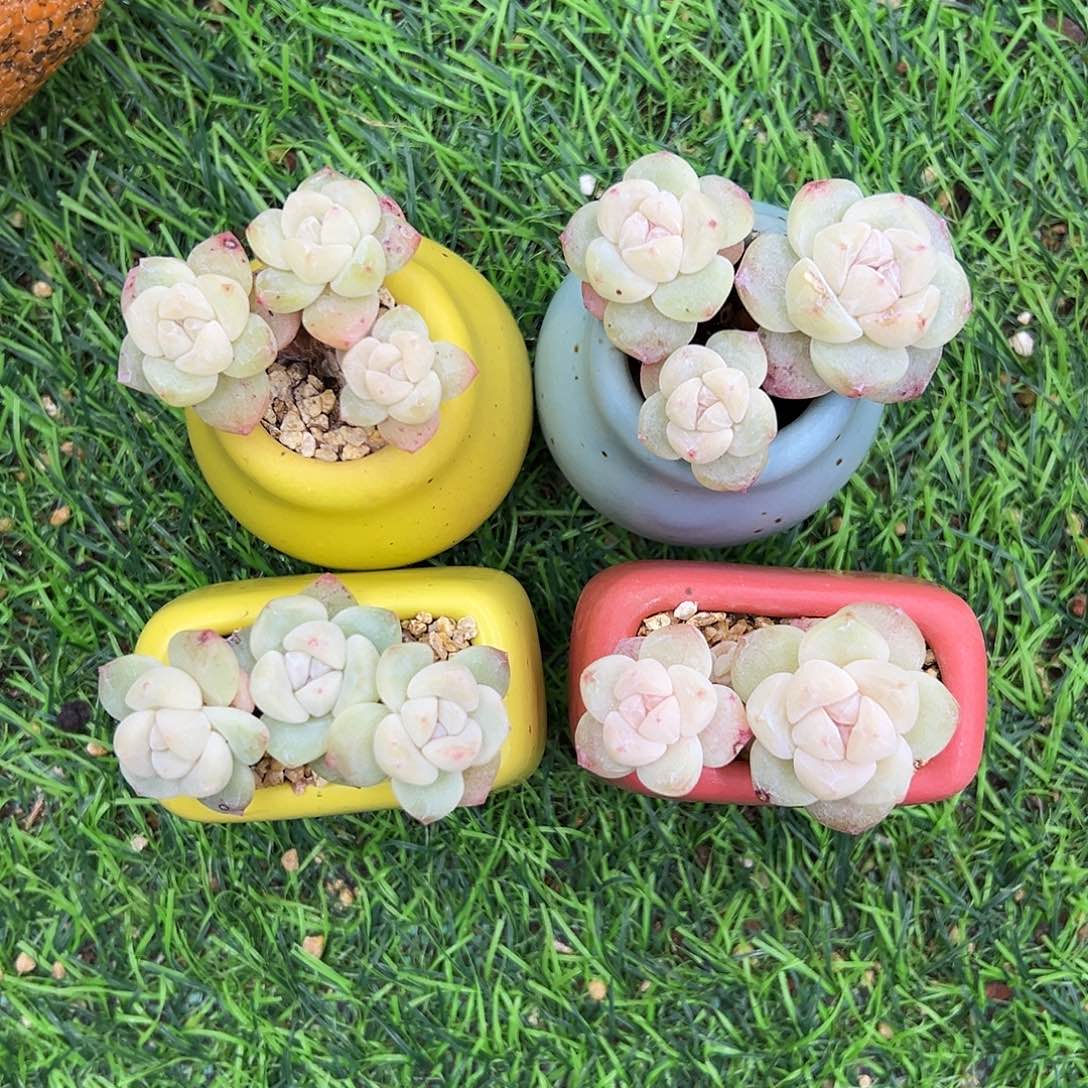 带盆chvhbhvbbbvbbbbbbbjj