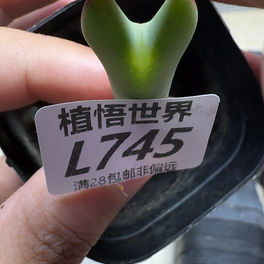 多肉植物的润泽范冰冰