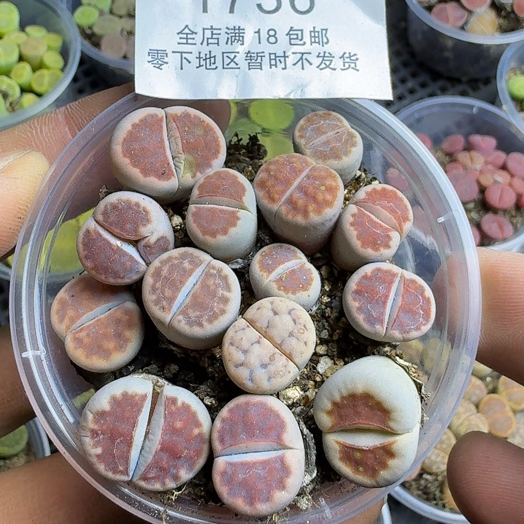 1736 哈哈哈哈哈哈哈哈哈哈