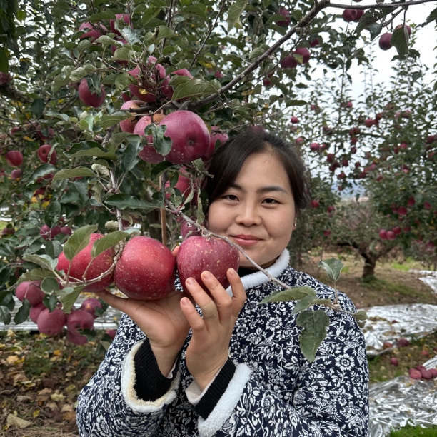 正宗云南昭通苹果脆甜多汁、新鲜采摘、［原产地发货］
