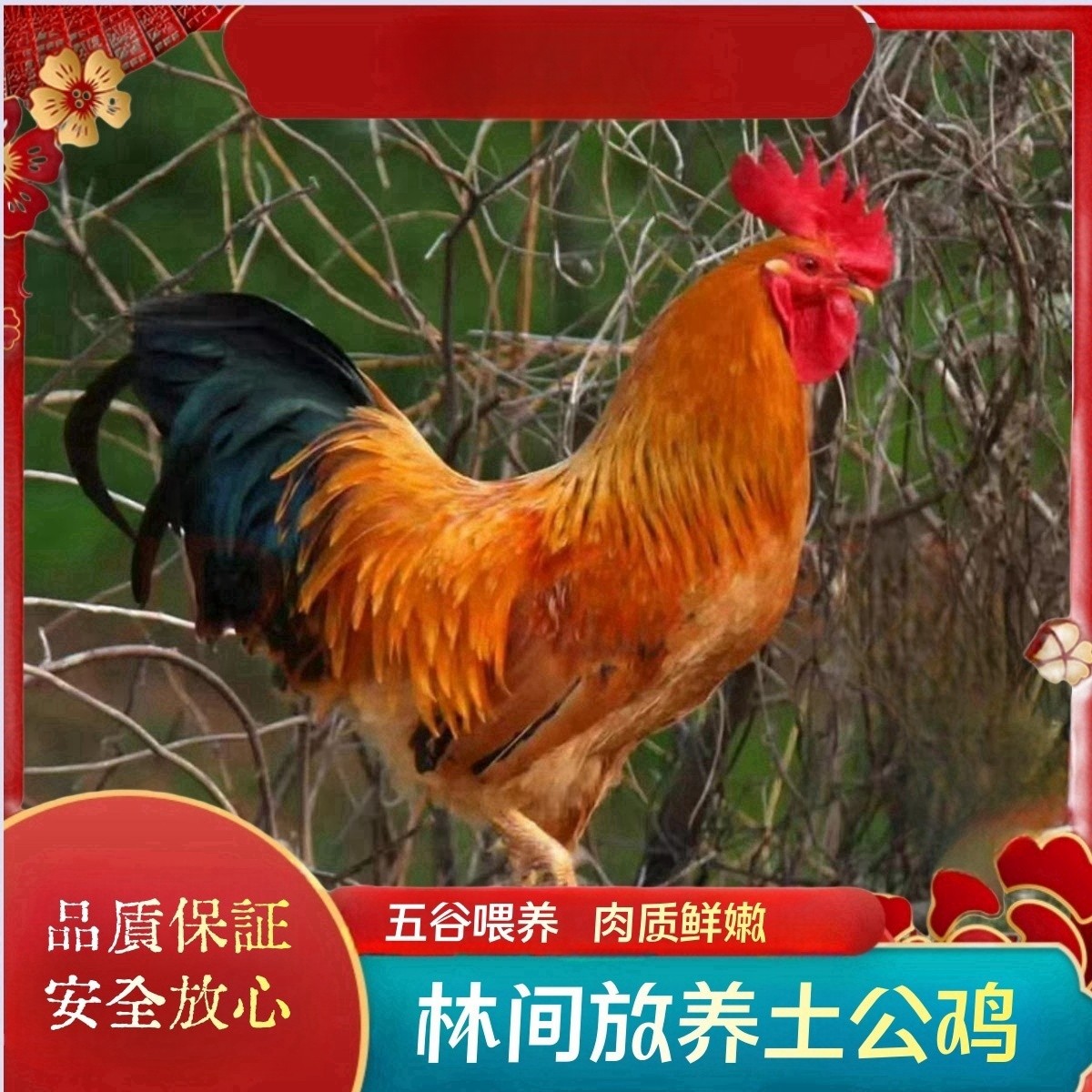 【苗家】买3送1 共4只毛重15-17斤净重9-10斤散养土公鸡 现杀带内脏